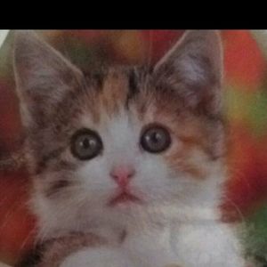 Meet your Posher, Saliha